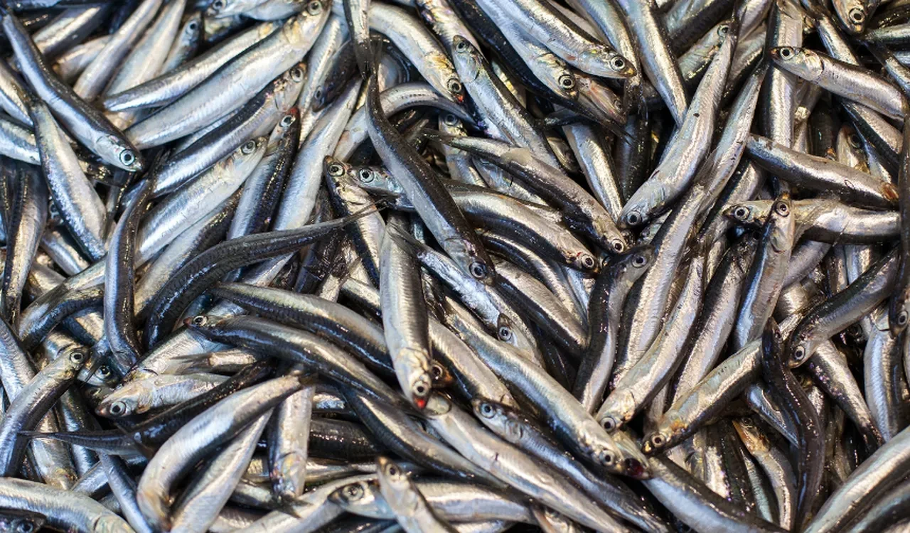 Hamsi ihracatı 9,9 milyon dolara ulaştı: 19 ülkeye satış