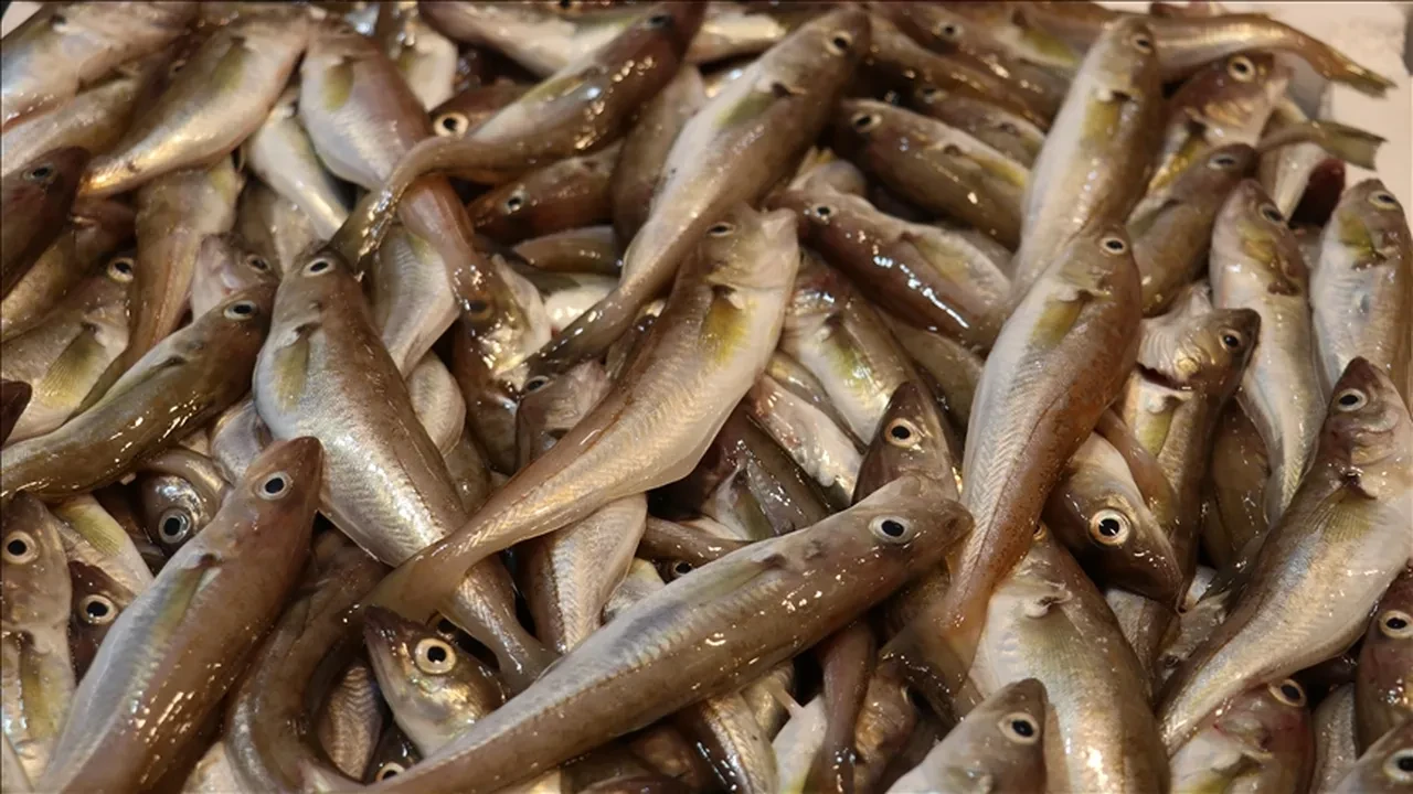 Hayvancılıkta destek miktarları yükseldi: İşte ek destek verilen gruplar