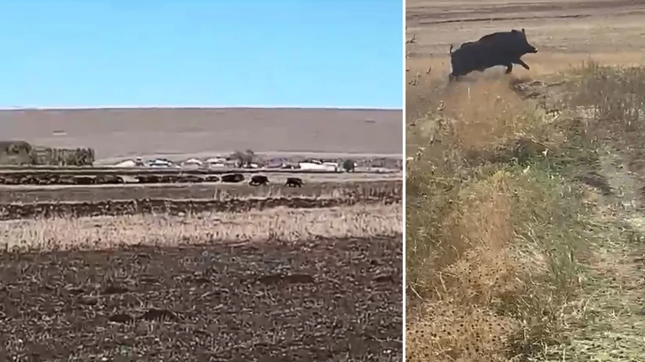 Kars'ta domuz istilası! Mısır tarlalarını bastılar
