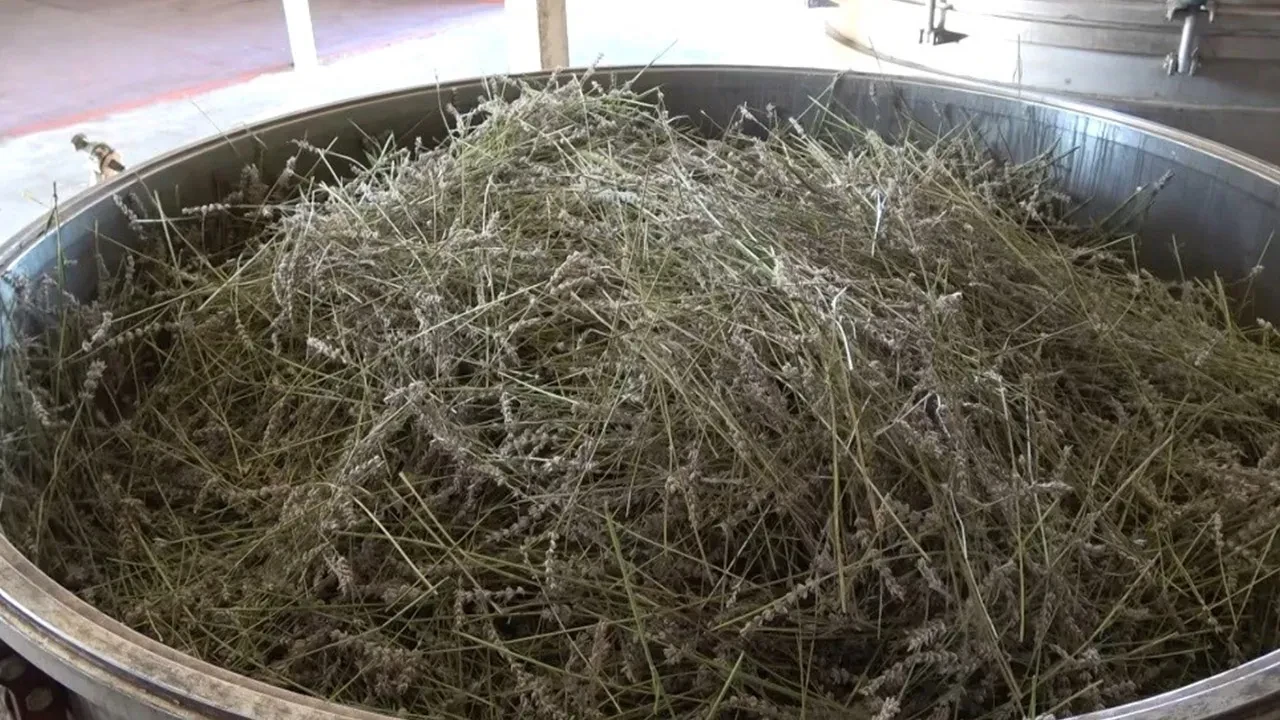 Sadece yağmur suyuyla yetişiyor, yurt dışından talep yağıyor! Saç dökülmesine çare, baş ağrısına bire bir