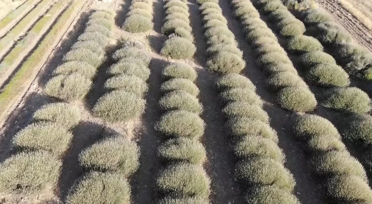 Sadece yağmur suyuyla yetişiyor, yurt dışından talep yağıyor! Saç dökülmesine çare, baş ağrısına bire bir
