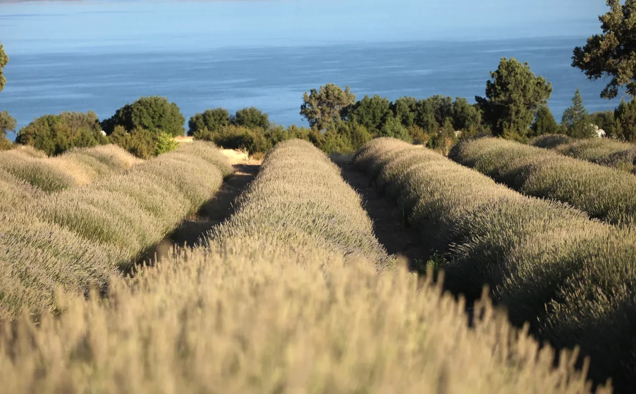 Sadece yağmur suyuyla yetişiyor, yurt dışından talep yağıyor! Saç dökülmesine çare, baş ağrısına bire bir