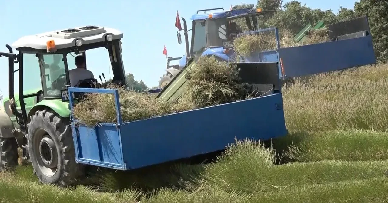 Sadece yağmur suyuyla yetişiyor, yurt dışından talep yağıyor! Saç dökülmesine çare, baş ağrısına bire bir
