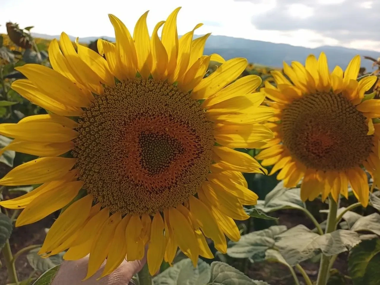 Tarımda ilave destek ödemeleri belli oldu! Hangi ürünler kapsam dışı?