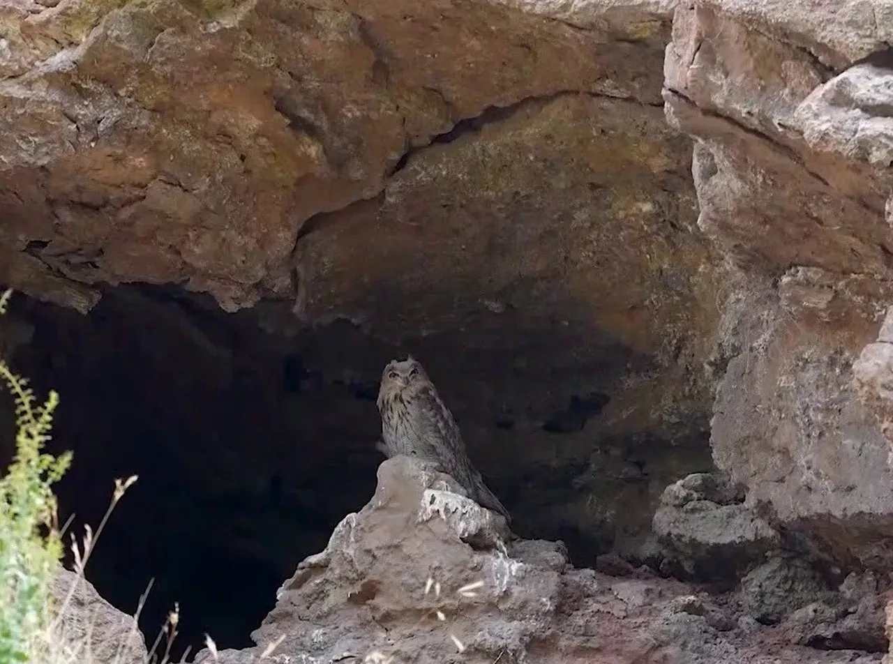 Türkiye'nin en büyüğü! Sivas'ta görüntülendi: İzleyenler hayran kalıyor