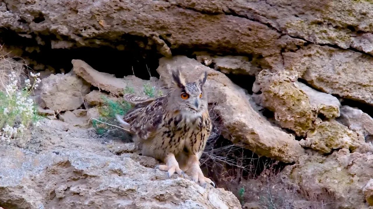 Türkiye'nin en büyüğü! Sivas'ta görüntülendi: İzleyenler hayran kalıyor