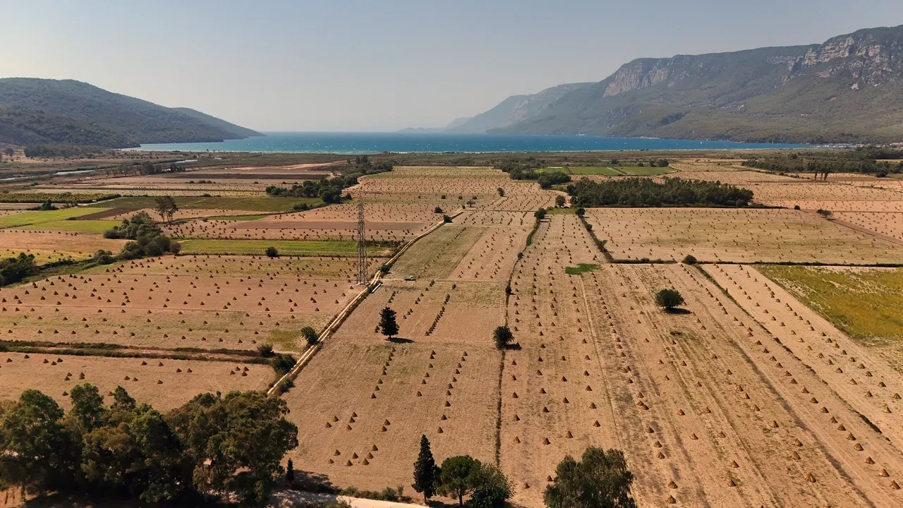 Gökova’nın altın sarısı sırrı: Japonlar bayılıyor