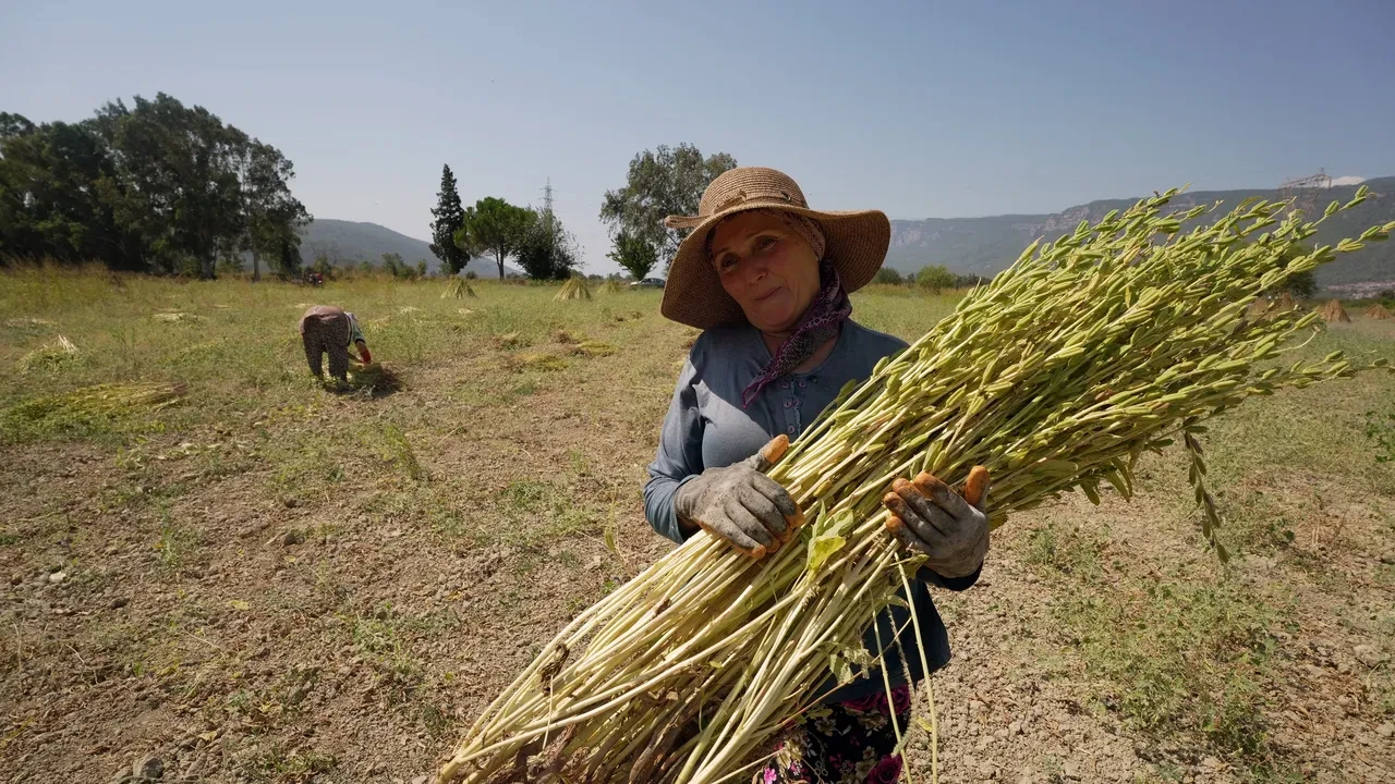 Gökova’nın altın sarısı sırrı: Japonlar bayılıyor
