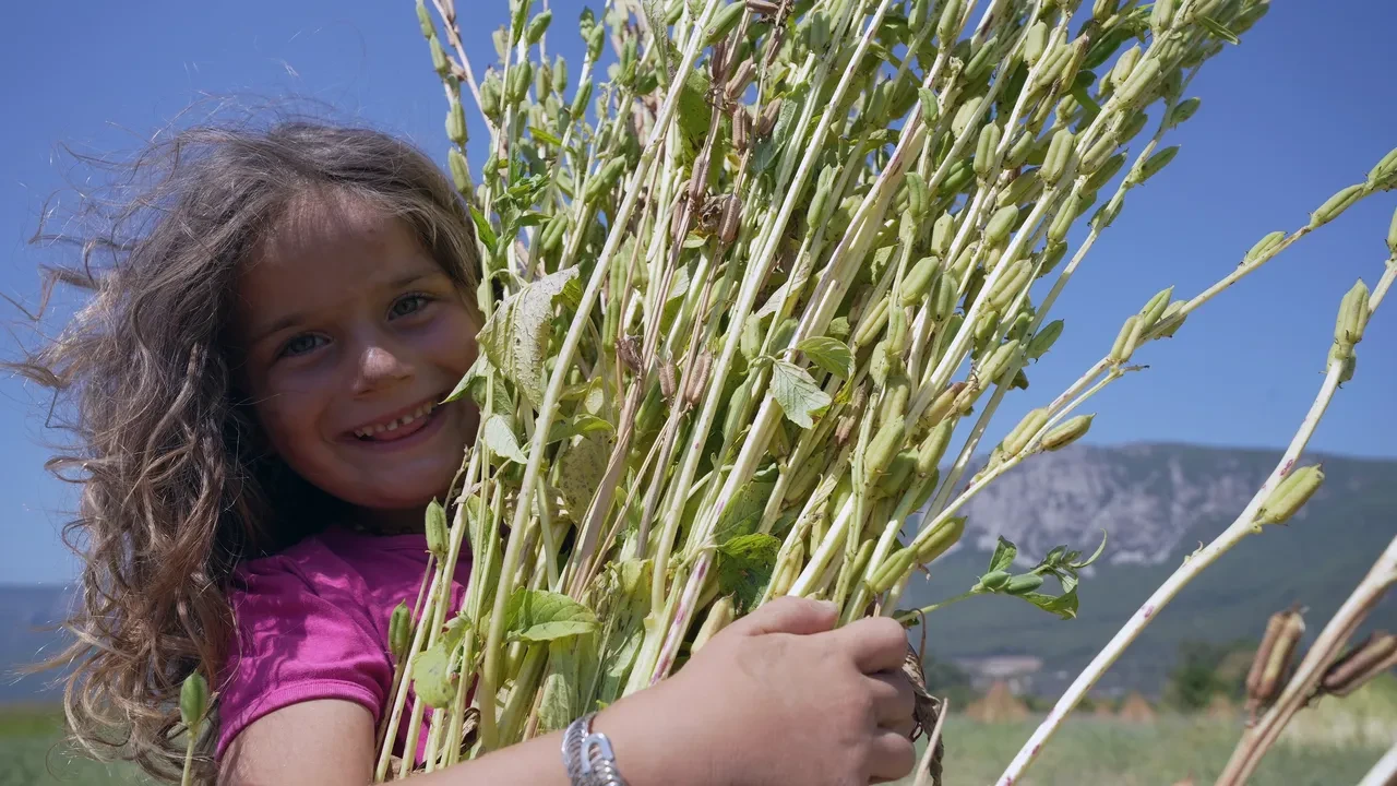 Gökova’nın altın sarısı sırrı: Japonlar bayılıyor
