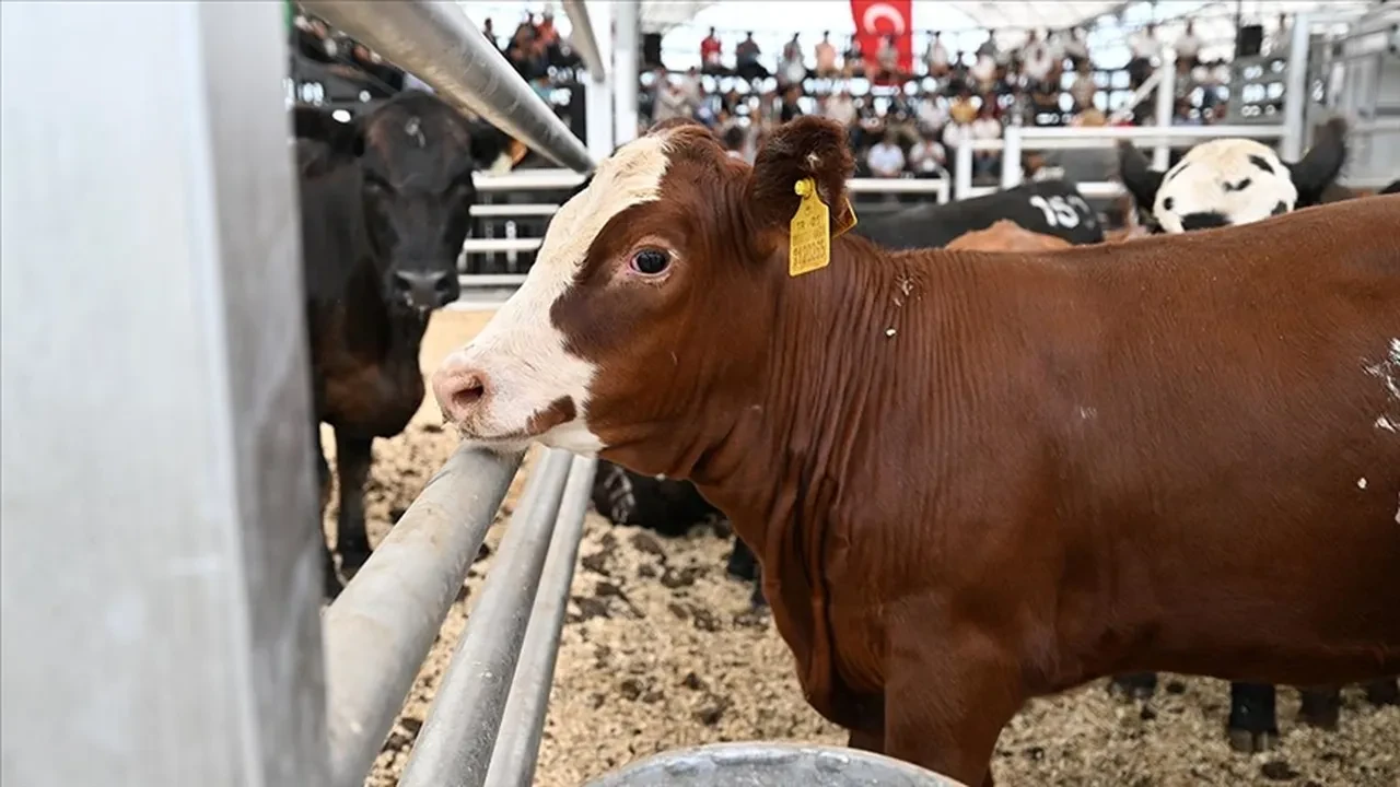 Hayvancılık desteklerine yüzde 50 zam! Islah programı desteği 700 TL’ye çıktı