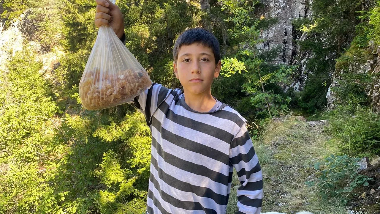 Minik Eymen ormanda topluyor, kilosu 5 bin TL’den satılıyor! 'Doğal şifa, maden buldum'