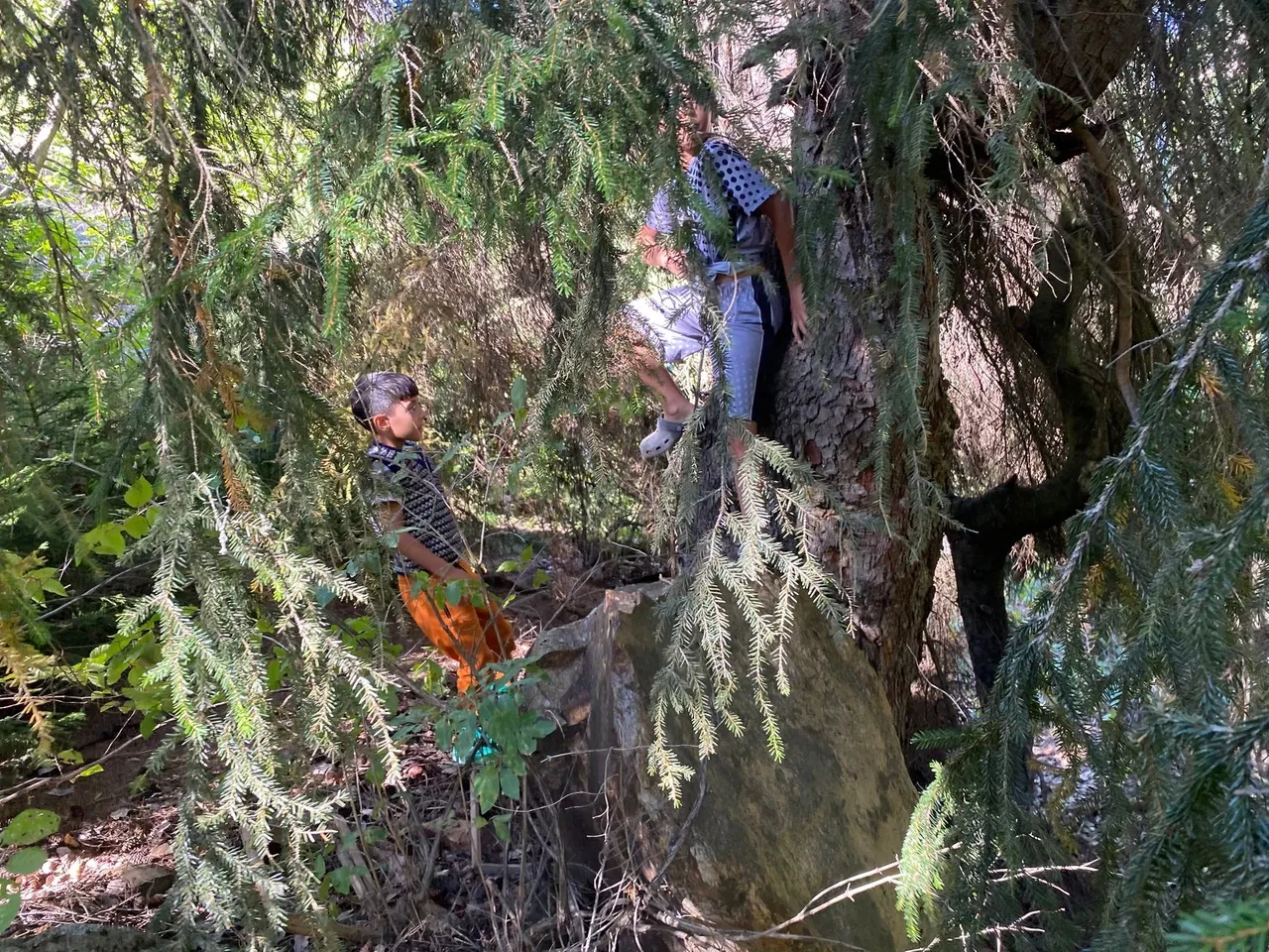 Minik Eymen ormanda topluyor, kilosu 5 bin TL’den satılıyor! 'Doğal şifa, maden buldum'