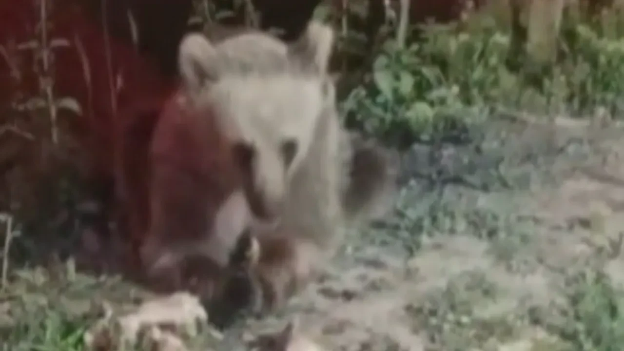 Piknikçilerin çöpe attıklarıyla karnını doyuran ayı kamerada! 