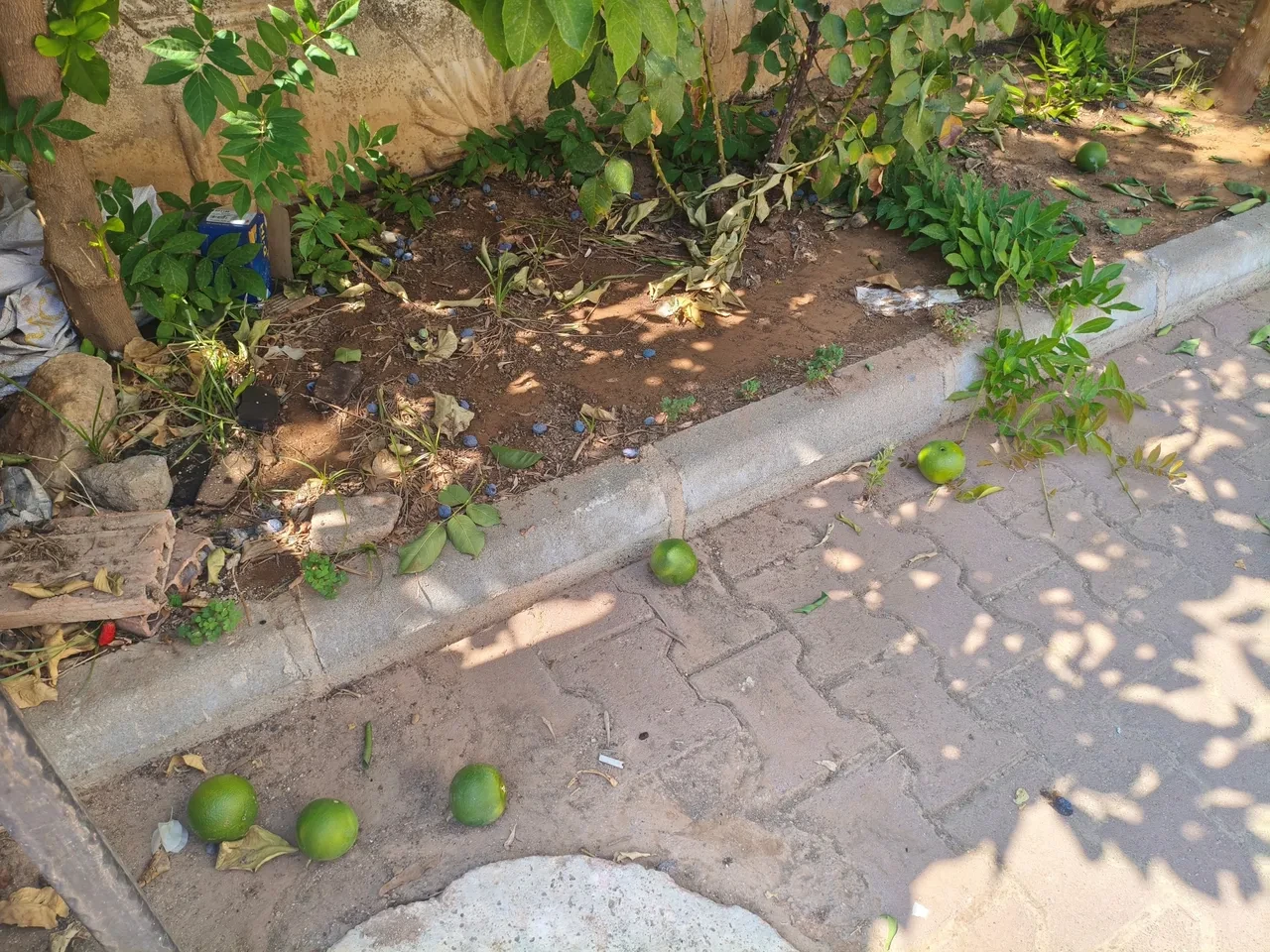 Portakal toplama kavgası kanlı bitti! Yaşlı adamı öldüresiye dövdü