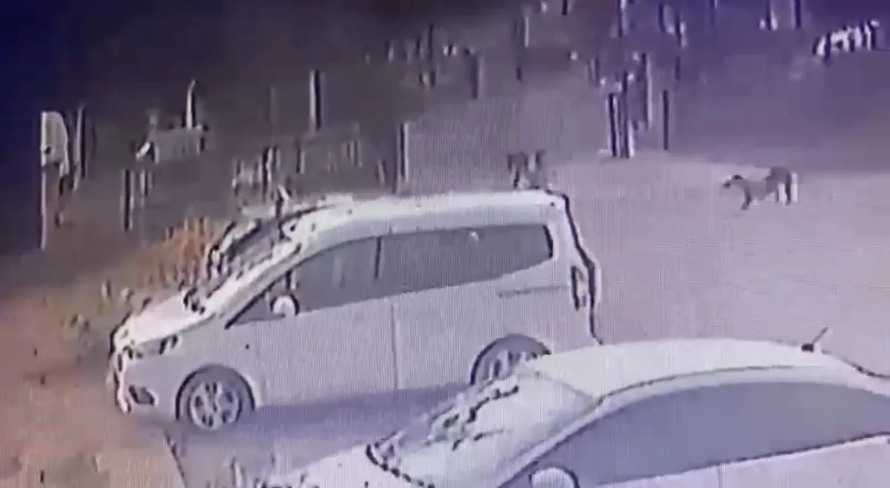 Sokak köpekleri 3 yaşındaki çocuğa dehşeti yaşattı! Korku dolu anlar kamerada