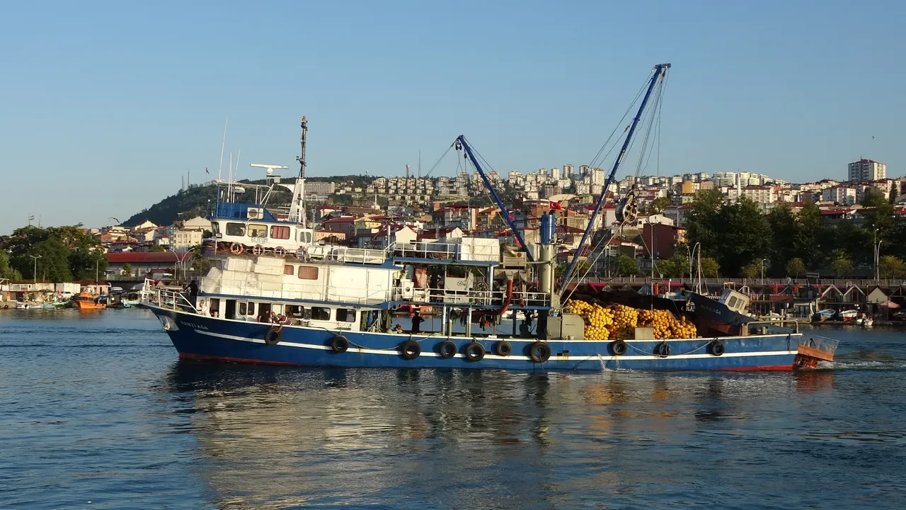 Palamut yok, hamsi de erken kaçıyor: Sofralar balıksız kalabilir
