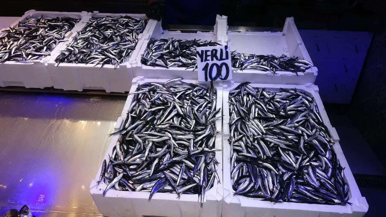 Palamut yok, hamsi de erken kaçıyor: Sofralar balıksız kalabilir