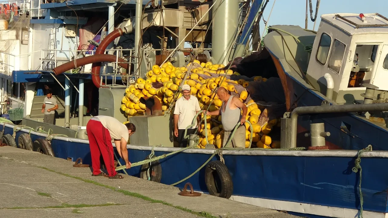 Palamut yok, hamsi de erken kaçıyor: Sofralar balıksız kalabilir