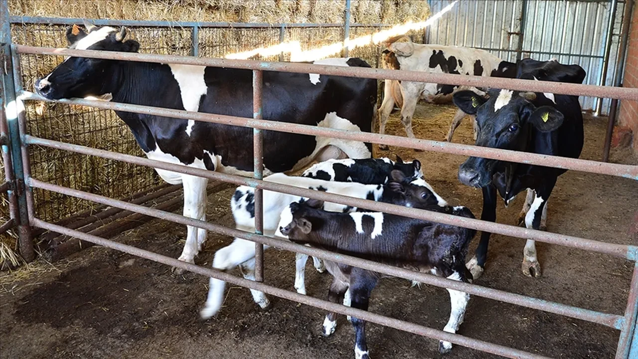 2025 1. dönem buzağı yardımı ödemeleri yattı mı ne zaman?