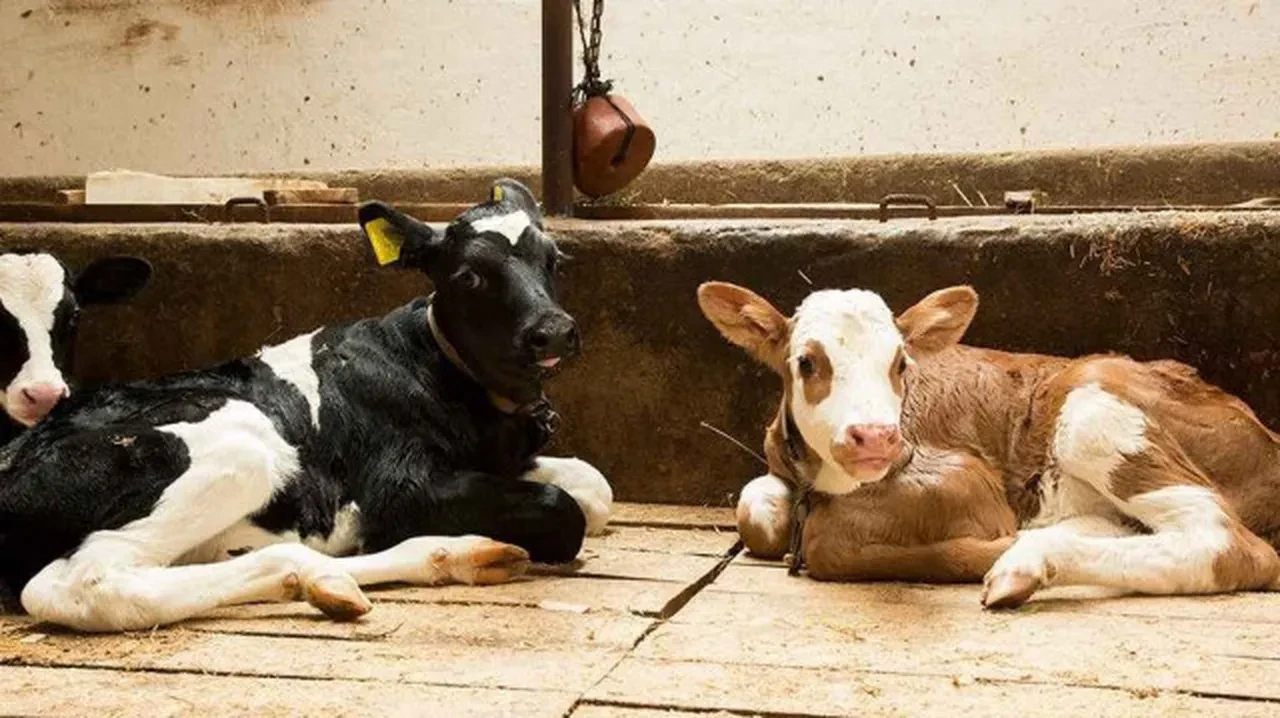 2025 1. dönem buzağı yardımı ödemeleri yattı mı ne zaman?