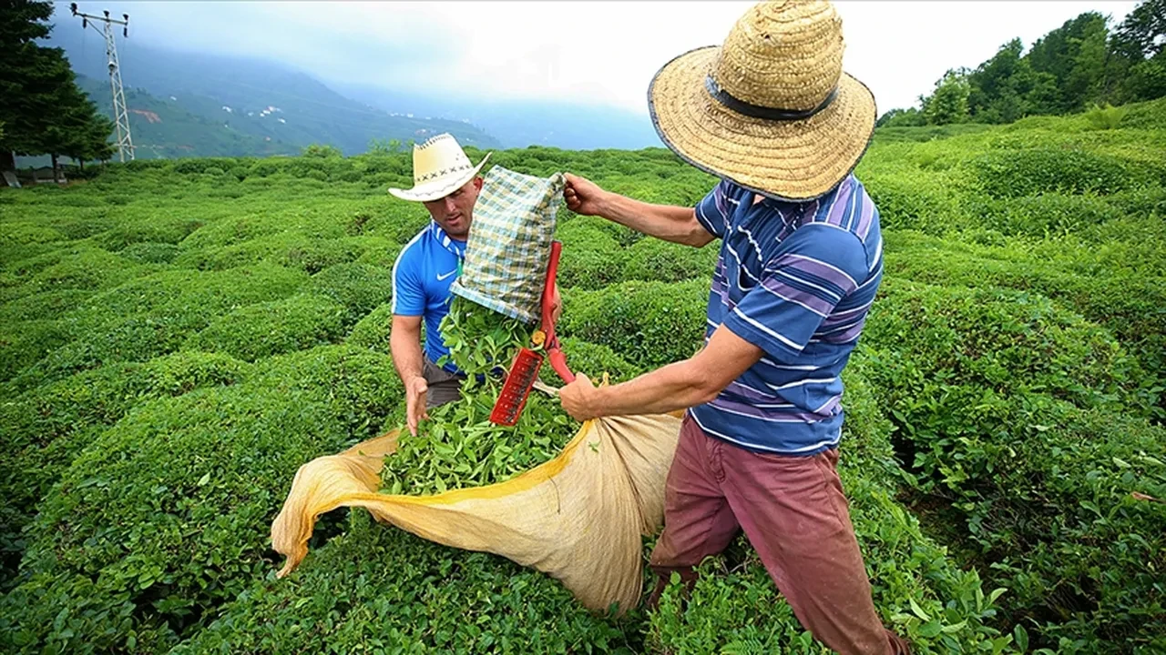 ÇAYKUR’dan su verimliliği hamlesi