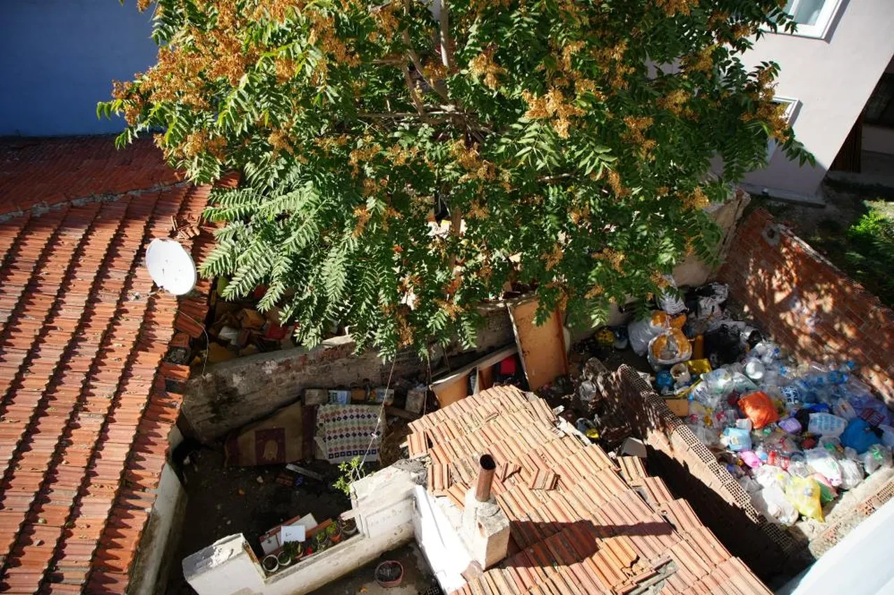 Edirne'de mahallede fare paniği: Önlem alınsın kedi kadar büyükler!