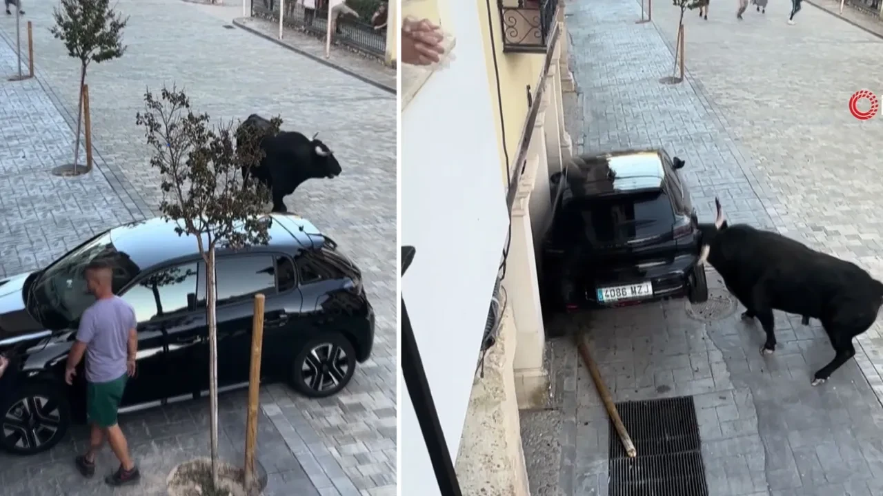 Kızgın boğa sokağı birbirine kattı! Park halindeki aracı parçaladı