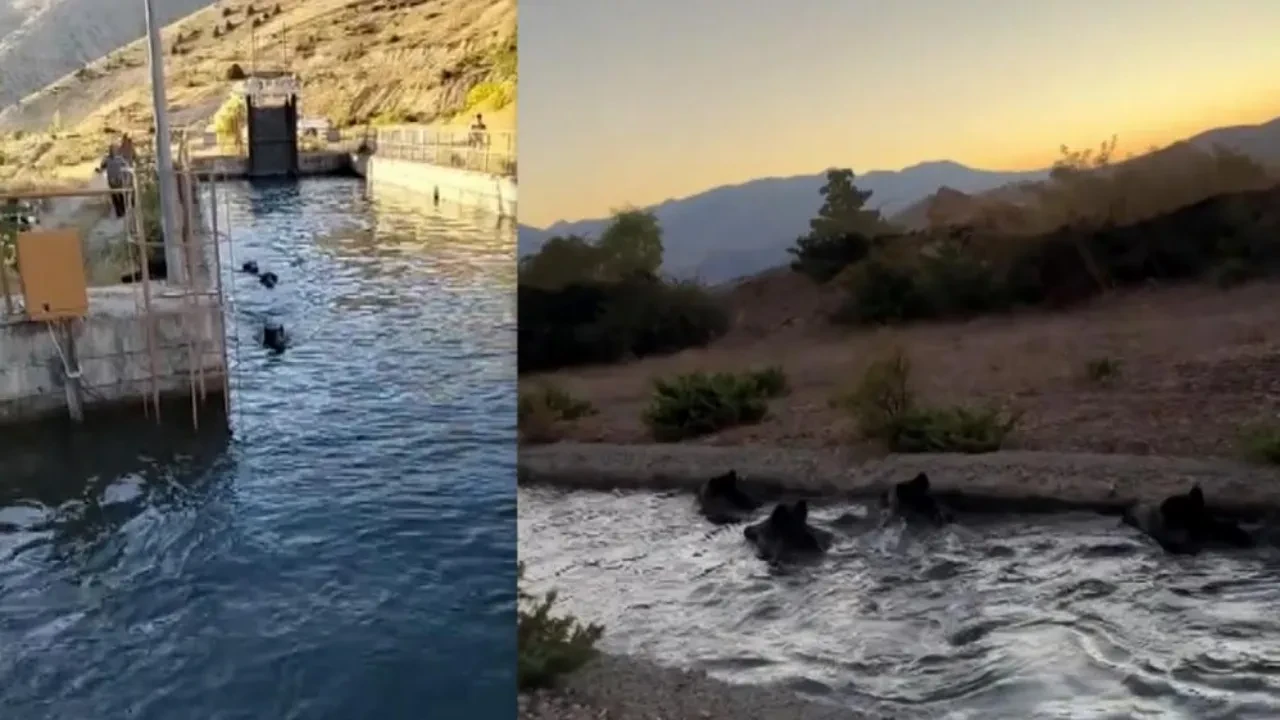 Köpekten kaçıp kanala giren domuz sürüsü akıntıya kapıldı! Bazıları boğuldu