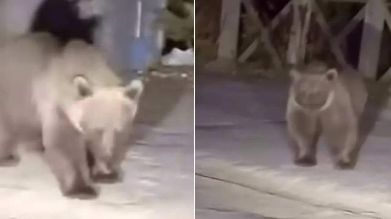 Tehlikeyi hiçe saydılar! Ayıyı elleriyle böyle beslediler