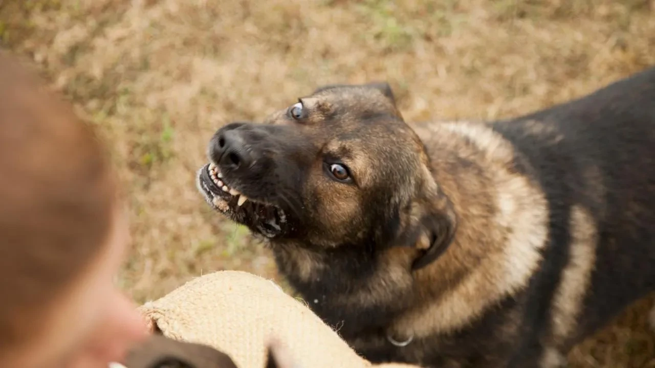 Bir başıboş sokak köpeği dehşeti daha! Yetişmeselerdi çocuk paramparça olacaktı