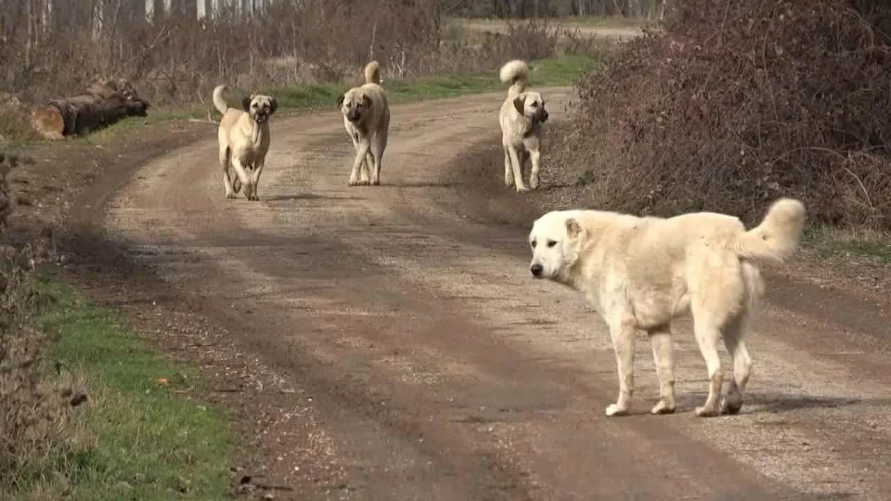 Bir başıboş sokak köpeği dehşeti daha! Yetişmeselerdi çocuk paramparça olacaktı