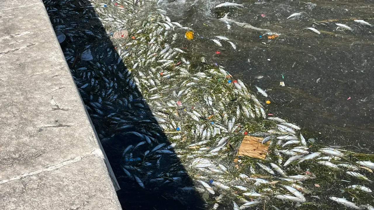 İzmir Körfezi balık ölümleriyle gündemde: 