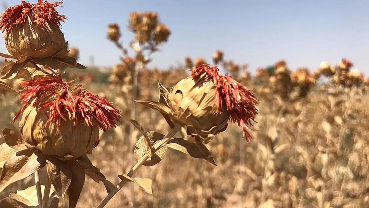 1 damla suya ihtiyaç duymuyor! Çiftçinin yüzünü güldüren hasat başladı: Hem yemekte hem kozmetikte kullanılıyor!
