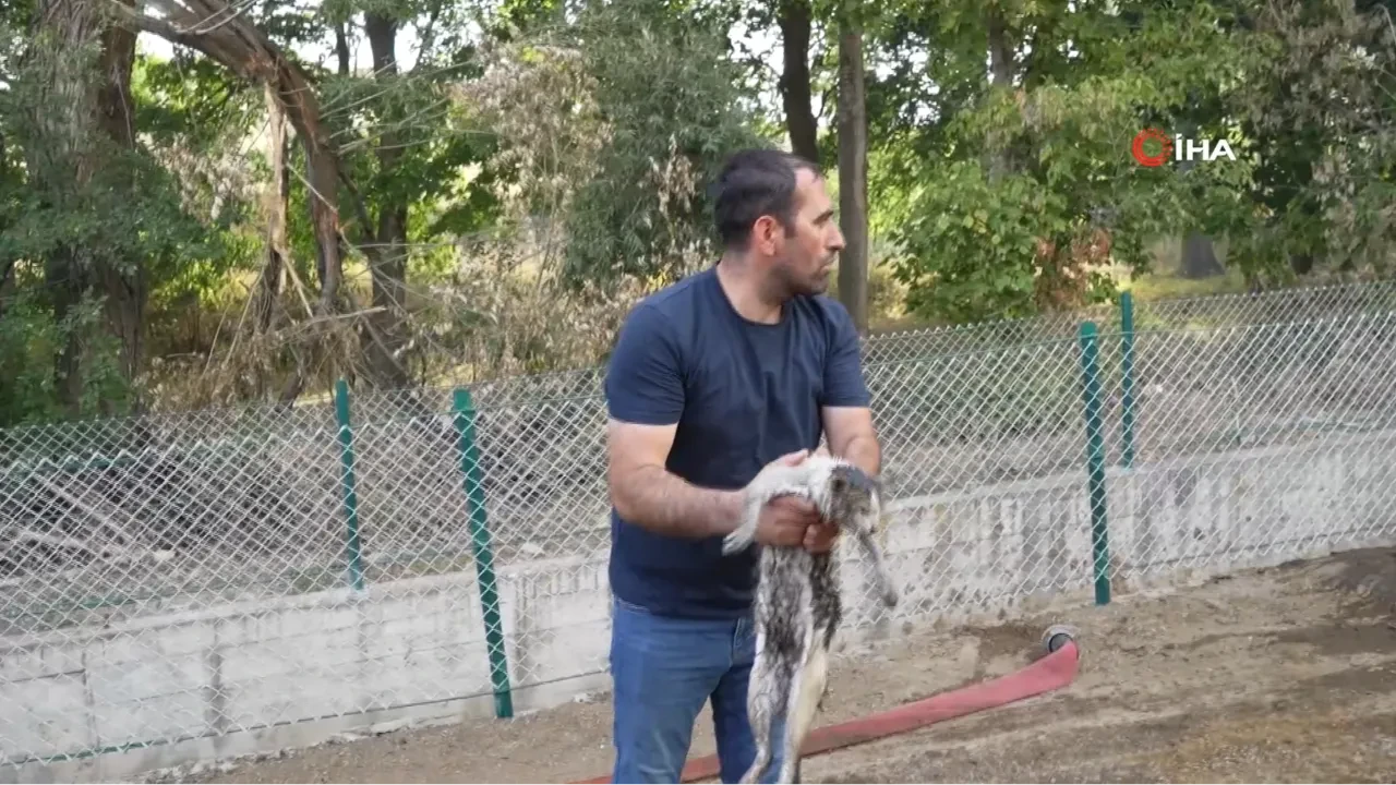  Alevlerin içinde kalan kediyi kurtardı, davranışı büyük beğeni topladı! O anlar kamerada
