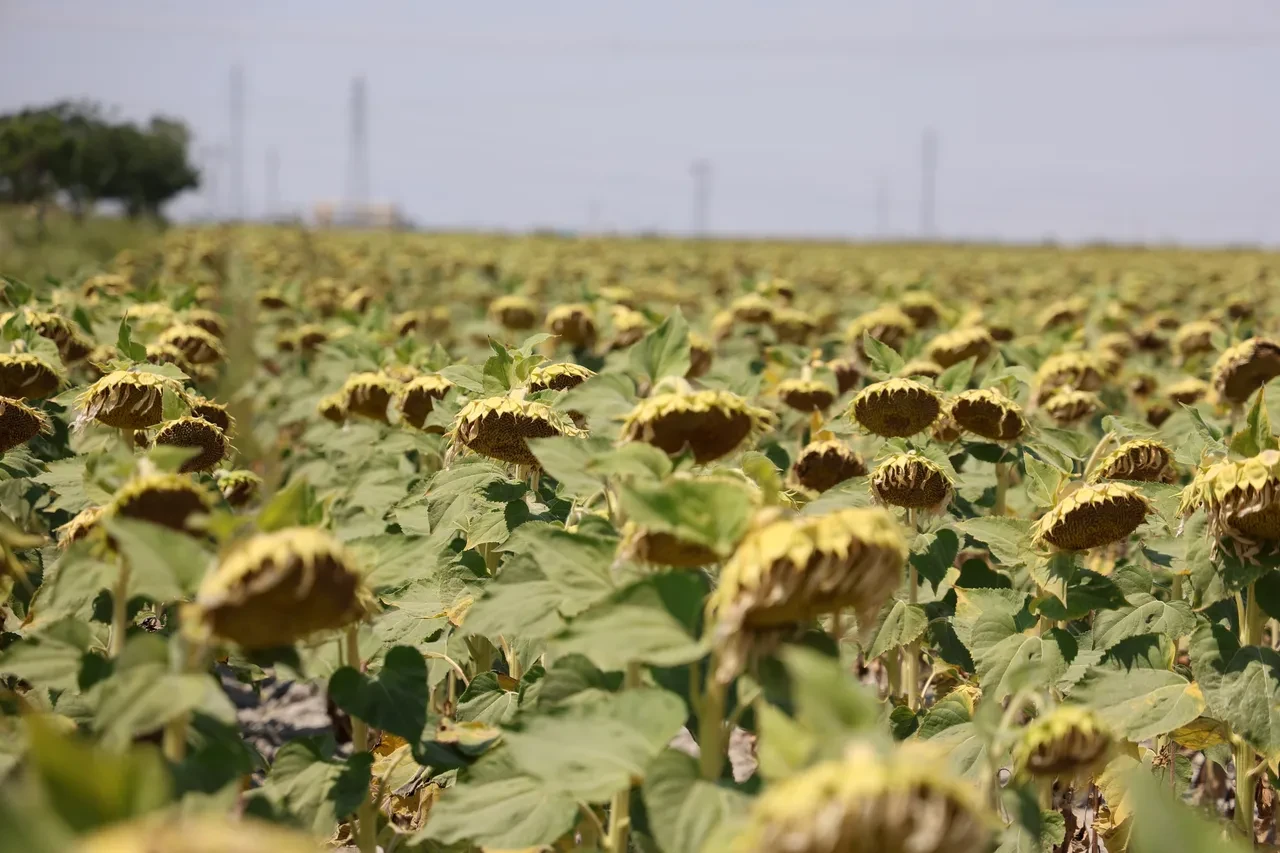 Boş arazilere yeni sahip aranıyor: Büyük fırsatla dolandırılabilirsiniz