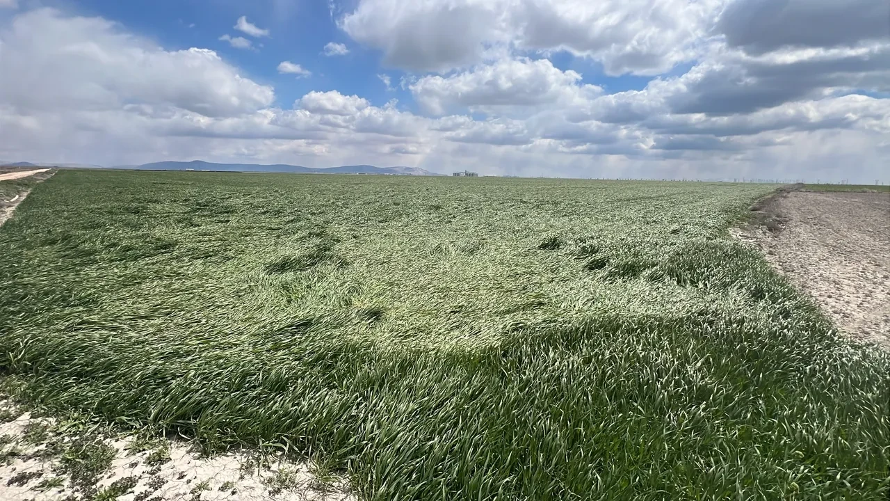 Boş arazilere yeni sahip aranıyor: Büyük fırsatla dolandırılabilirsiniz