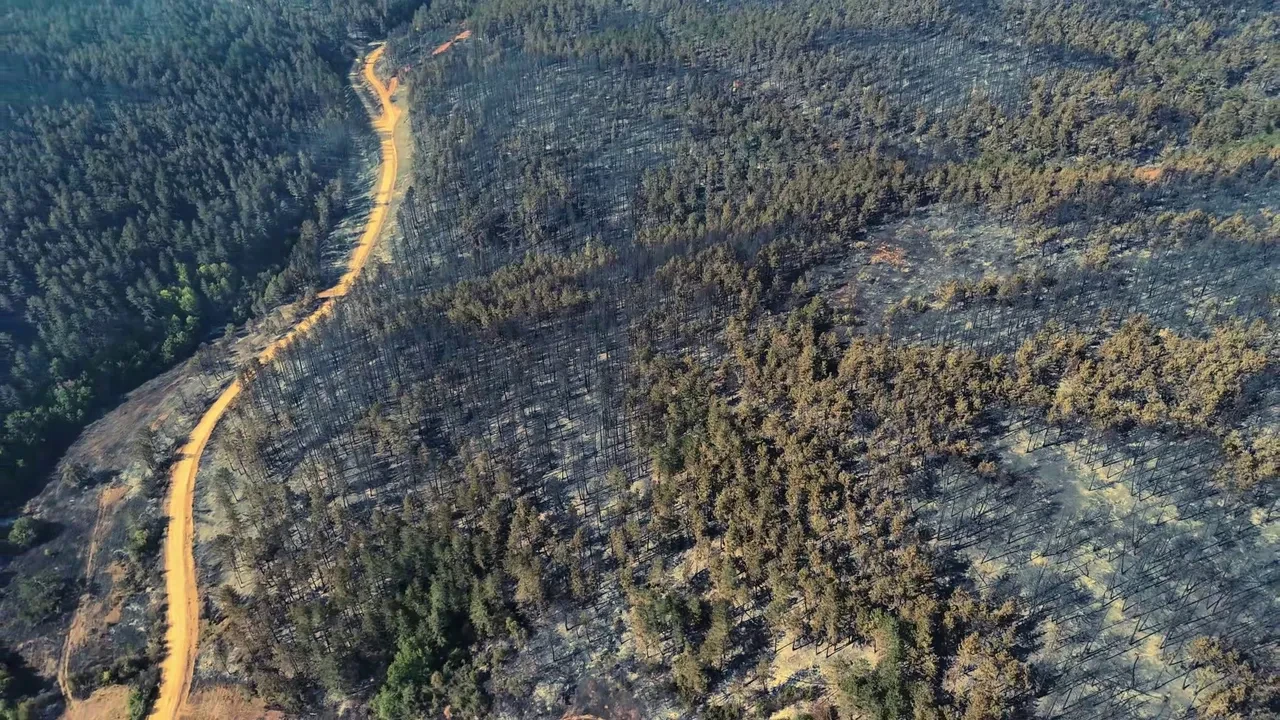 Karabük'teki orman yangınında geriye acı manzara kaldı! İşte içler acısı görüntüler