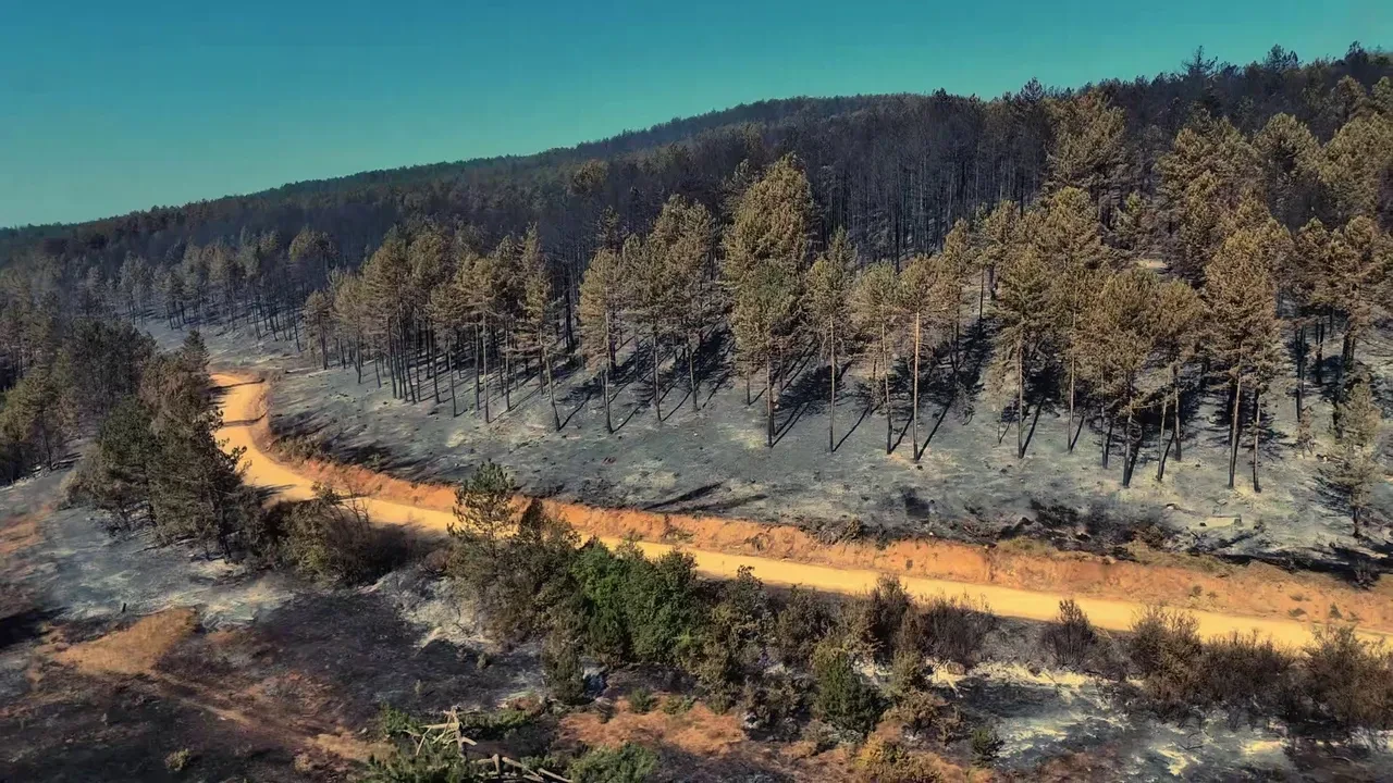Karabük'teki orman yangınında geriye acı manzara kaldı! İşte içler acısı görüntüler