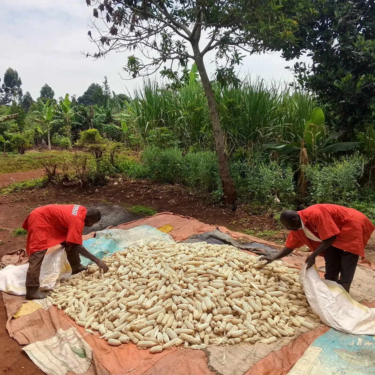 TADD'dan Afrika'ya modern tarım eğitimi