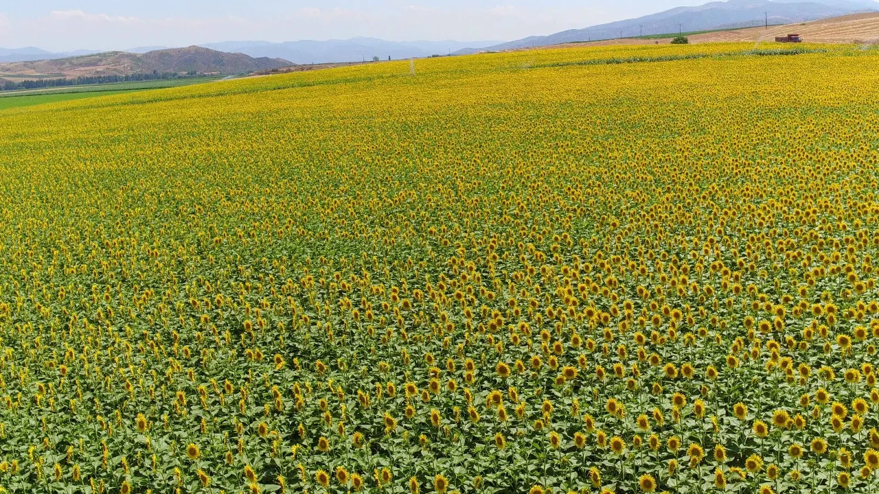 Tarlanın altınında hasat başladı: Ton başına 29 bin lira! 