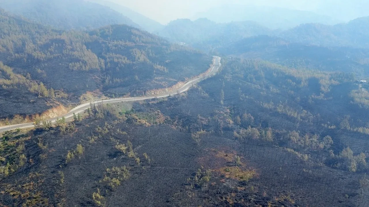 Orman yangını sonrası iç acıtan görüntü