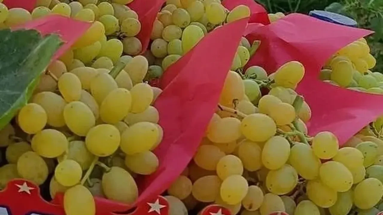 Sarıgöl'de üzüm hasadı aralıksız sürüyor