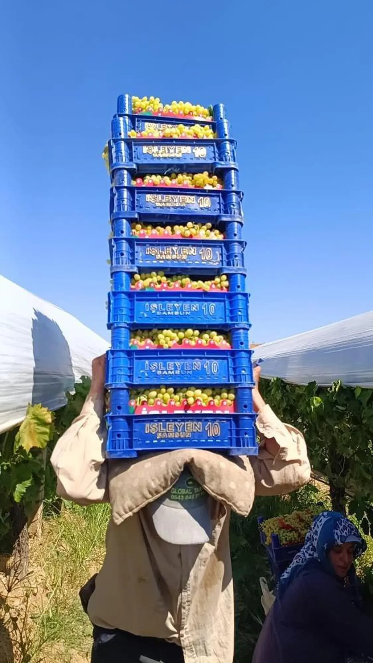 Sarıgöl'de üzüm hasadı aralıksız sürüyor