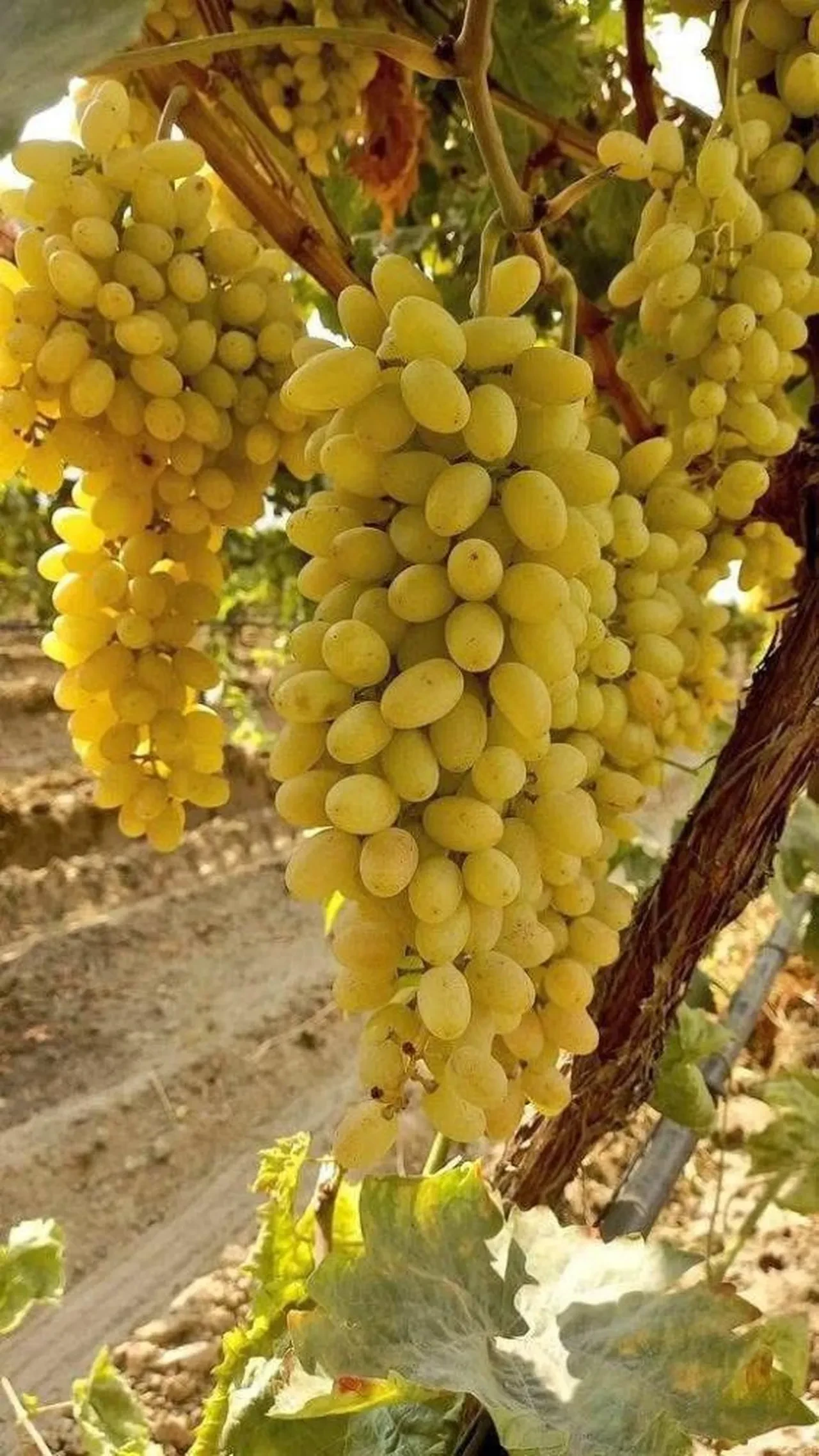 Sarıgöl'de üzüm hasadı aralıksız sürüyor