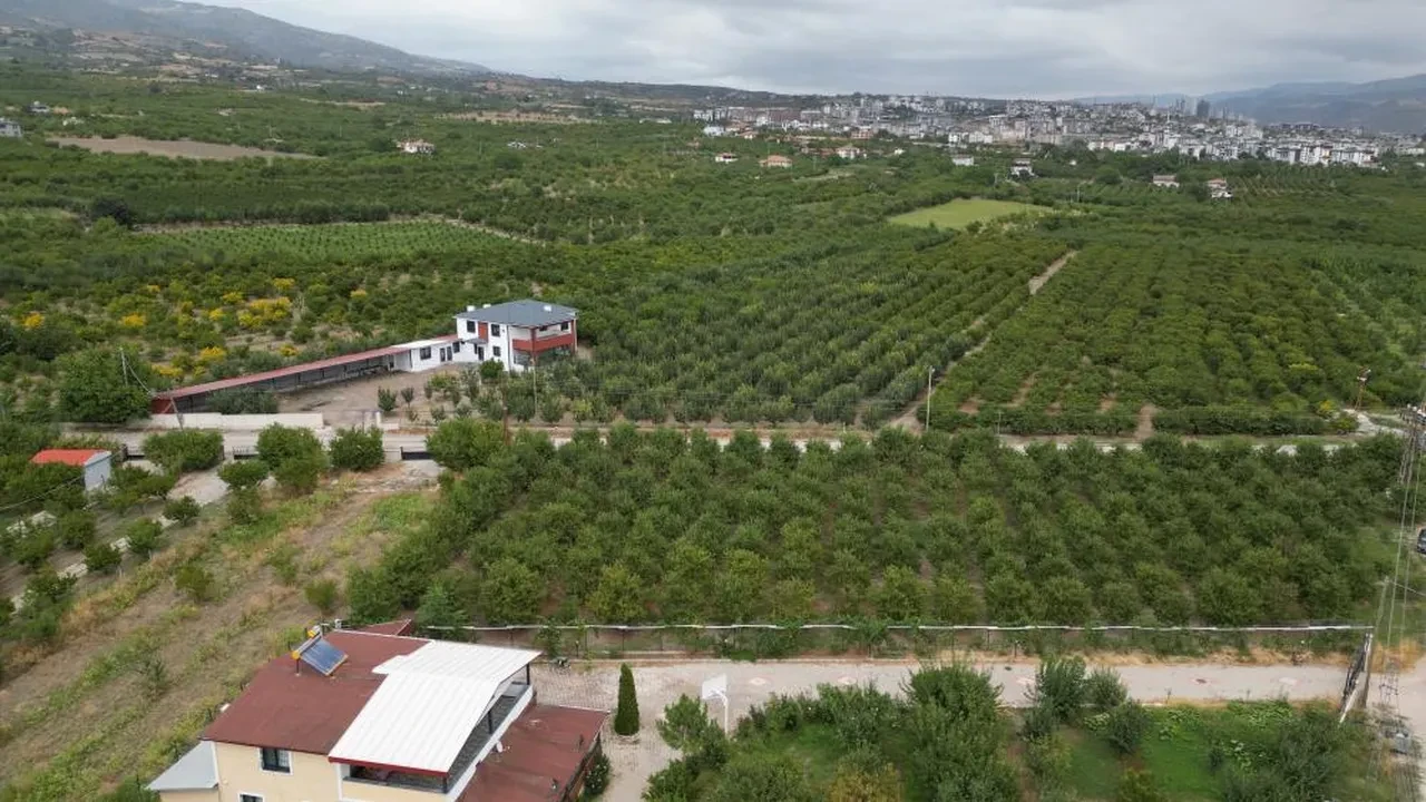 Tokat'ın özel kirazını don vurdu! Milyonlarca dolarlık kayıp var