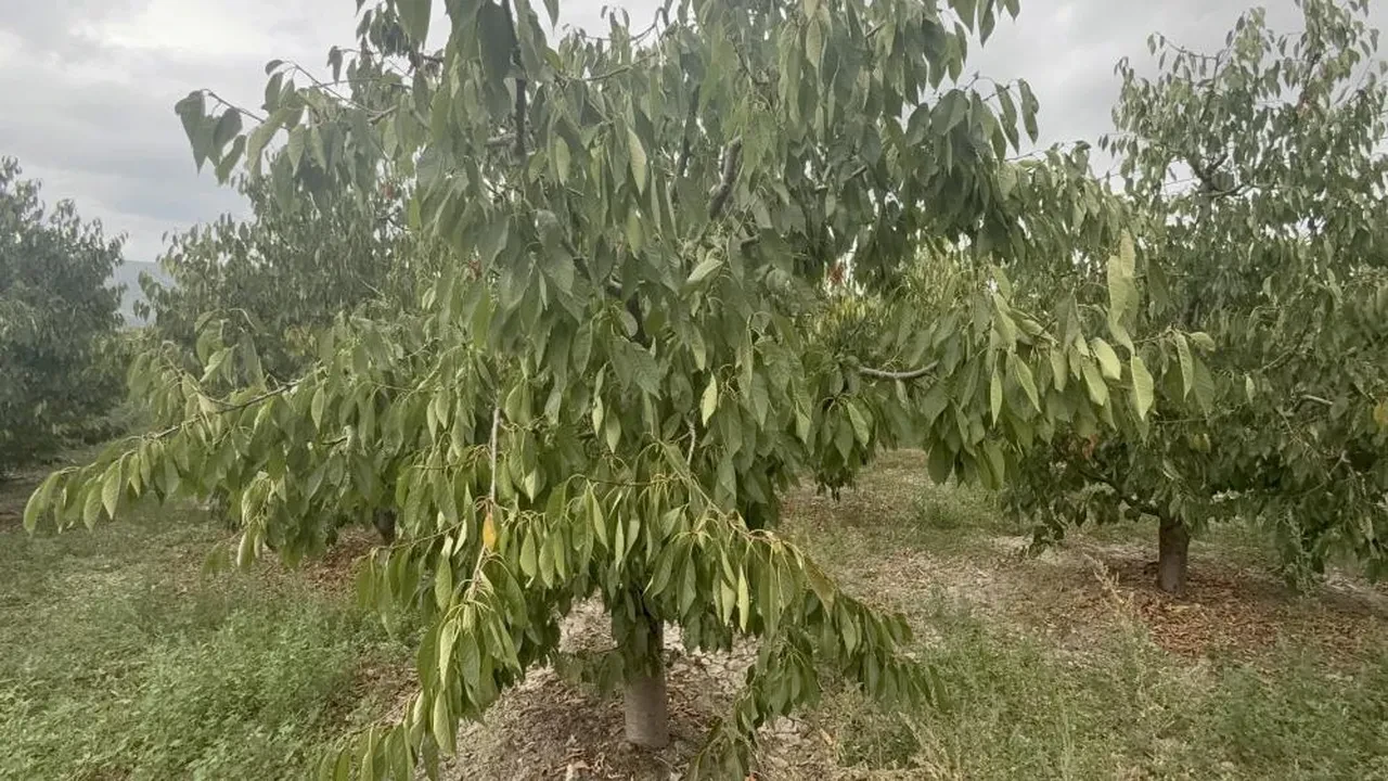 Tokat'ın özel kirazını don vurdu! Milyonlarca dolarlık kayıp var