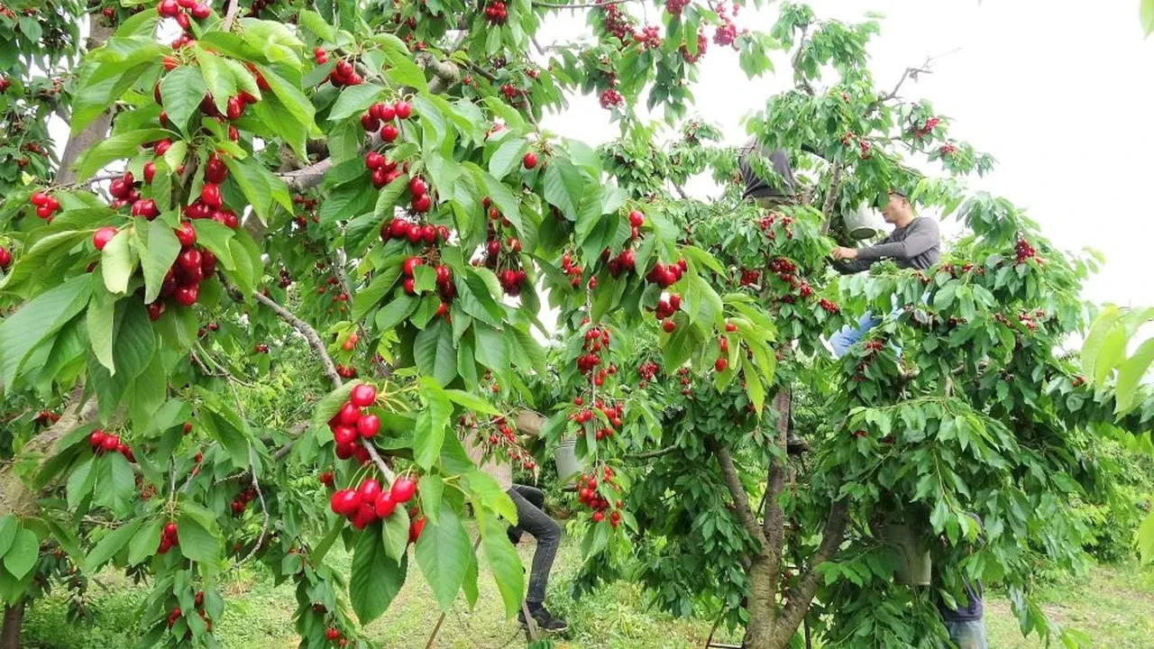 Tokat'ın özel kirazını don vurdu! Milyonlarca dolarlık kayıp var