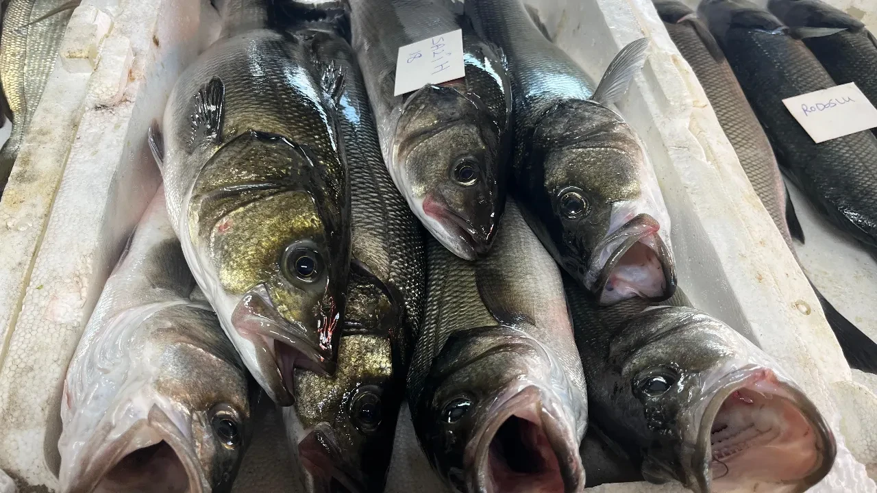 Gece avlanan balıklar, sabah mezatta alıcıyla buluşuyor