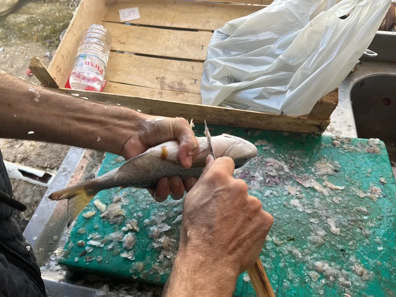 Gece avlanan balıklar, sabah mezatta alıcıyla buluşuyor