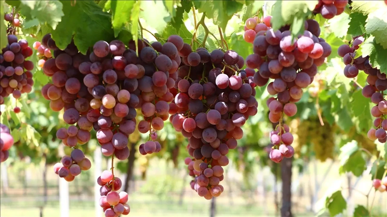 Sofraların altın rengi ihracat rekoru kırdı: Miktar düşük, kazanç zirvede